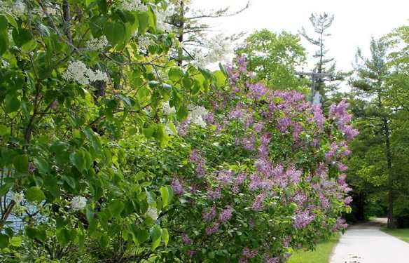 The Lilacs in the Village are joining those all over the Island in trying to outdo each other for color and variety.